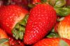 FF 010 Strawberries
